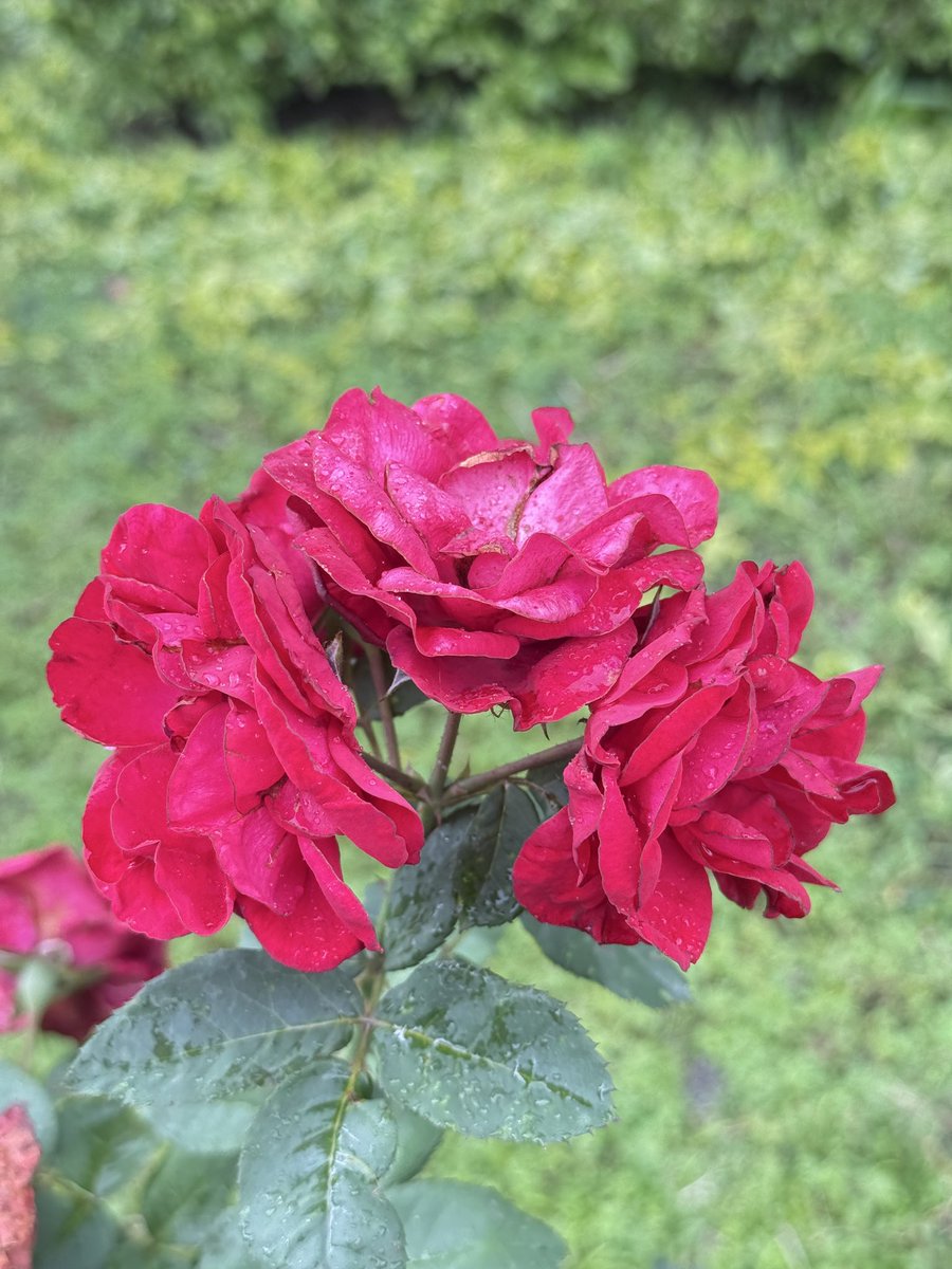 BasnetBishal0's tweet photo. Love flowers 💐 
#Nepal https://t.co/5gC0SPRauI