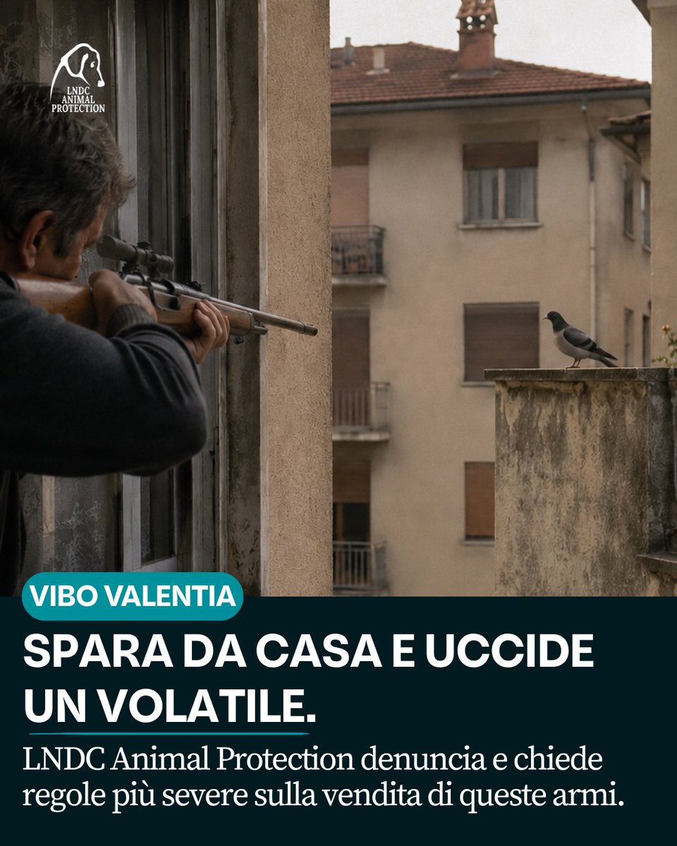 lndc_italia's tweet photo. Un volatile ucciso a colpi di carabina ad aria compressa, sparando da un’abitazione.

È accaduto a Vibo Valentia, dove un uomo è stato denunciato dalla Polizia di Stato dopo la segnalazione di una vicina. L’arma e il munizionamento sono stati sequestrati, mentre il povero animale è stato preso in carico dai Servizi Veterinari per l’esame necroscopico.

LNDC Animal Protection ha presentato denuncia e chiede che venga accertata ogni responsabilità.

Ma questa vicenda apre anche una questione più ampia: le armi ad aria compressa sono ancora troppo spesso considerate strumenti innocui, quasi dei “giocattoli”. Ma non lo sono affatto.

Possono uccidere animali, provocare ferite gravissime e rappresentare un rischio concreto anche per le persone.

Ogni anno riceviamo segnalazioni di gatti, cani, uccelli e altri animali colpiti deliberatamente con queste armi. Non sono bravate. Sono atti di violenza che raccontano una pericolosa mancanza di empatia e di rispetto per la vita.

Per questo chiediamo regole più severe sulla vendita e sulla circolazione delle armi ad aria compressa, controlli più rigorosi e una maggiore consapevolezza sui rischi legati al loro utilizzo.

Chi spara contro un animale indifeso non compie un gesto “da poco”. Compie un atto crudele e pericoloso.

Episodi come questo non devono essere minimizzati.

#LNDCAnimalProtection #ViboValentia #AnimaliSelvatici #StopViolenzaSugliAnimali #TutelaAnimali