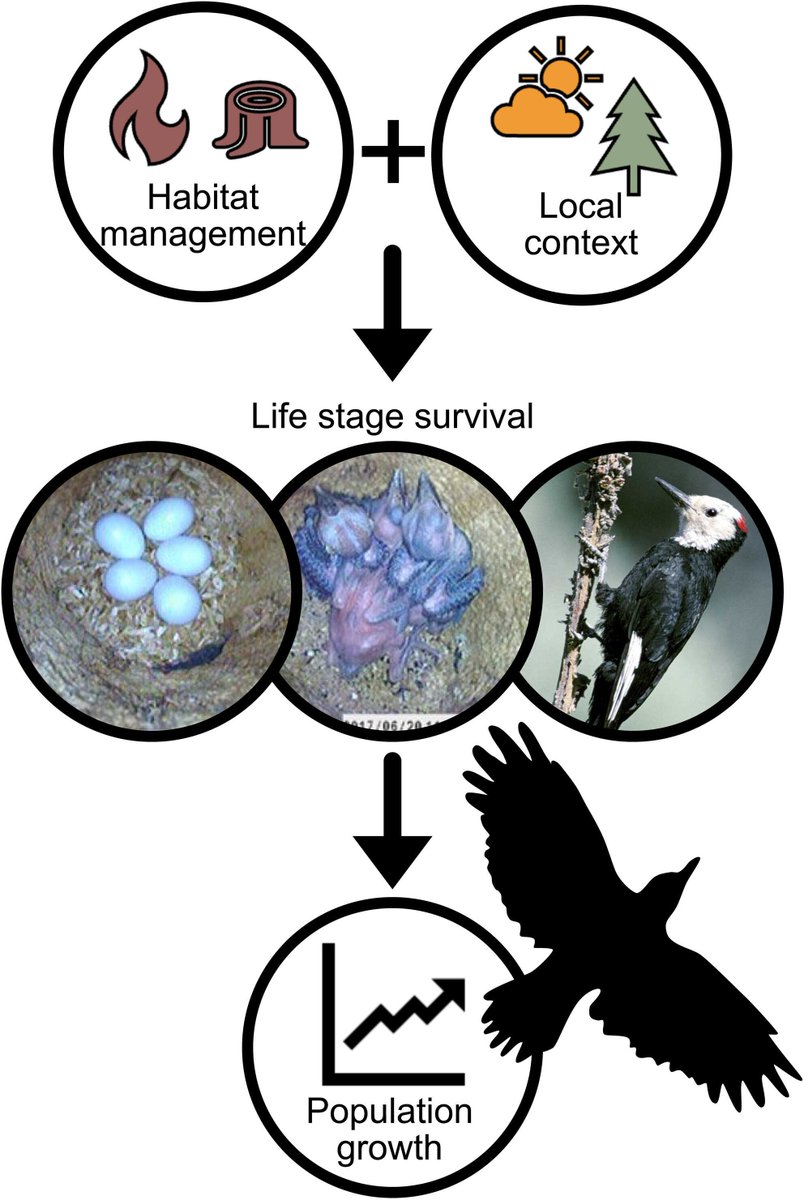 JAppliedEcology's tweet photo. 📖 Published

The effects of habitat management on populations of a sensitive bird species vary with local climate and habitat🐦‍⬛ 🪺 🌳 

🔎 Find out more: https://t.co/Naq39v284c https://t.co/r1hy7UiLS9