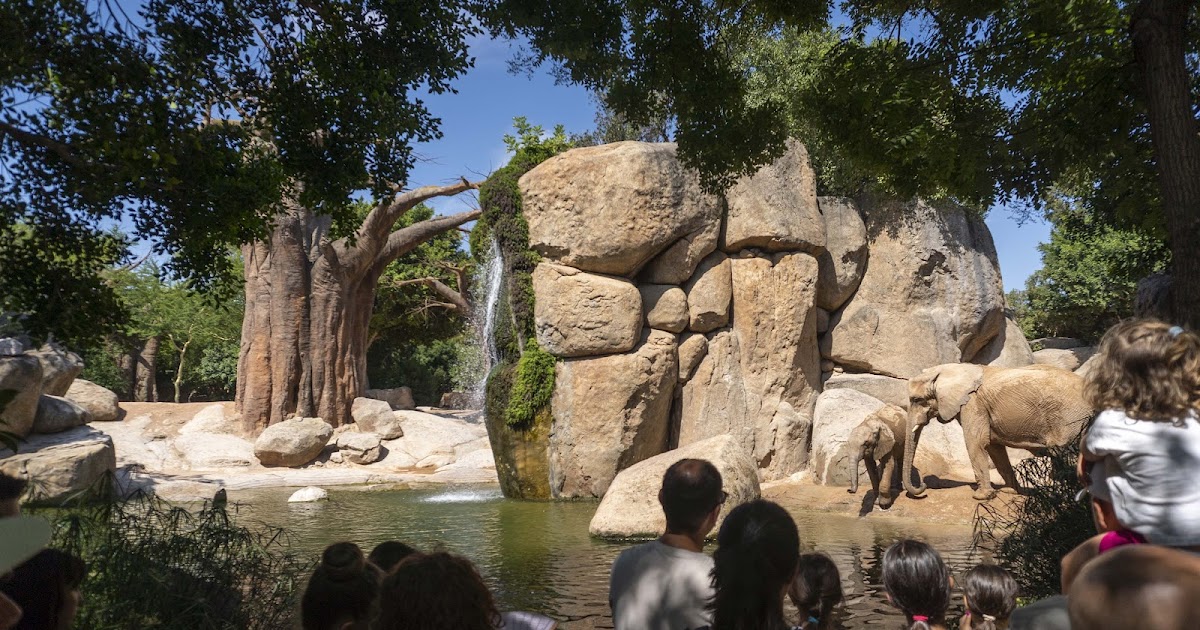 PubliParques's tweet photo. BIOPARC Valencia se consolida en el TOP 10 mundial de parques de animales y el TOP 5 de Europa https://t.co/SaYvYbzAjF #Bioparc #Zoológicos https://t.co/P3b8i4sJLZ
