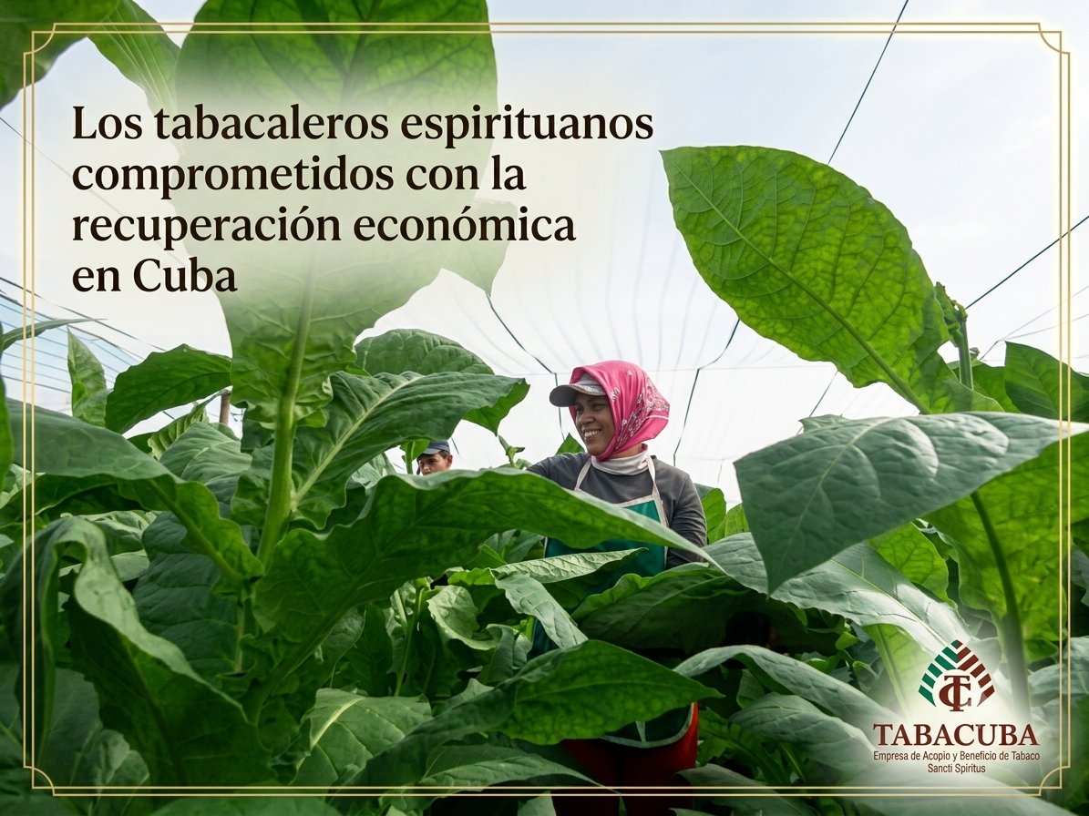 Emp_ABTSS's tweet photo. Los #tabacaleros #espirituanos somos una fuerza imparable en la #recuperación #económica.
Los vegueros de #SanctiSpíritusEnMarcha junto a los trabajadores de #ABTSS enfocados en la #producción porque #MiMoncadaEsLaPatria
#TabacoEspirituano
#ABTSSsiempreEn26
@GTabacuba https://t.co/RwXllnqp7y