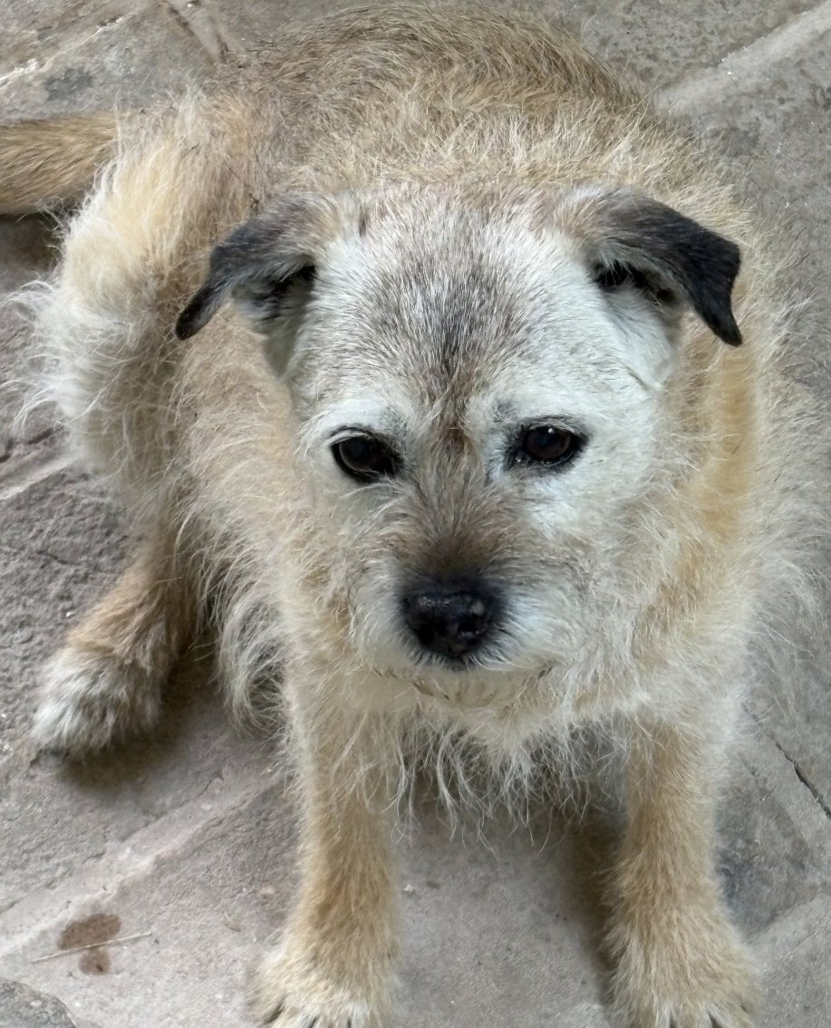 MissingPetsGB's tweet photo. 🐕 #URGENT SMIDGE IS AN ELDERLY #BORDERTERRIER #MISSING #Tiverton #Devon, #EX16
📅since 28 Jun 2026 at 18:15
Smidge is 15 years old
Do not chase if seen! Smidge was lost on a walk, she usually follows owners home but she turned around and ran off. https://t.co/HTcJbtUQ1y https://t.co/ObEG4seSem