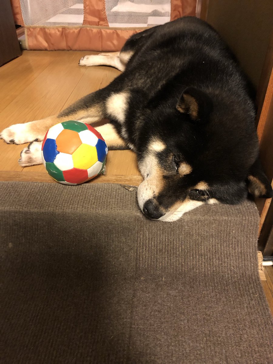 tap_mam's tweet photo. ⚽️終わっちゃったね…もっと見たかった
#W杯サッカー日本代表　お疲れ様でした
愛犬が皆んなの気持ちを表現してます🐾 https://t.co/Y12PCAf50T