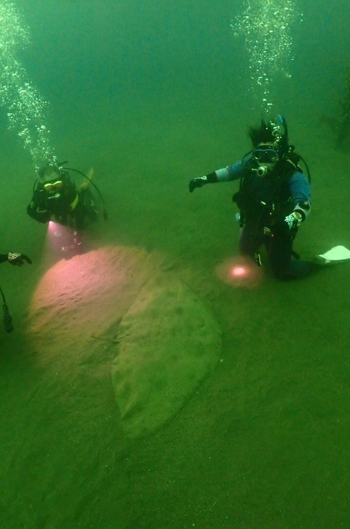 divingbeyond's tweet photo. 東京でダイビングライセンスを取得して真鶴の海でダイビング！巨大エイに遭遇！　京王線沿いにあるダイビングスクール

https://t.co/nXI6SV4jam

【ダイビングライセンス取得コース　特別価格】￥59,800→￥19,800　まずは無料説明会へ  https://t.co/dKk8Lzqhcz https://t.co/9hBlslWCNP