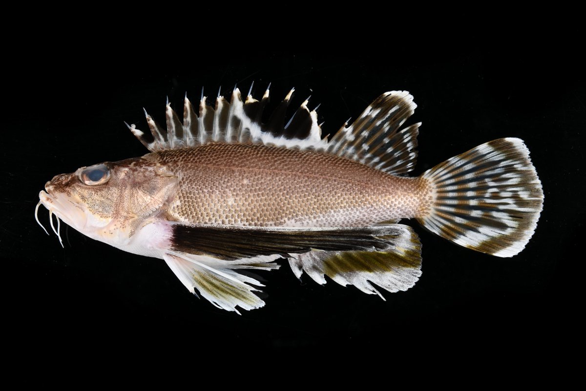 水深30m前後の魚たち（すべて学氏から）