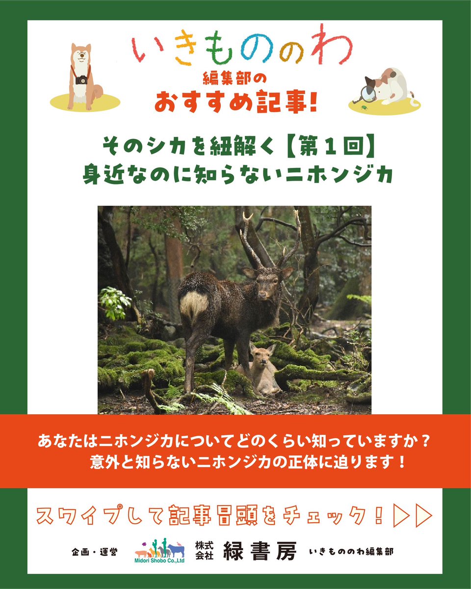 ニホンジカ♂毛皮 （尾頭付）23-10 本日のおすすめ記事！ そのシカを紐解く【第1回】身近なのに知らない