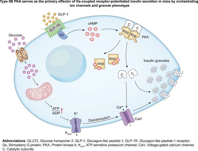DiabetologiaJnl's tweet photo. How does GLP-1 boost insulin release? GLP-1 acts through type IIB PKA to mediate its effects on KATP channel activity, Ca²⁺ channel function and insulin granule morphology, key mechanisms identified by Rui Liu et al https://t.co/TiY9aM7lTC 🔓️ https://t.co/s6eOaEIYFP