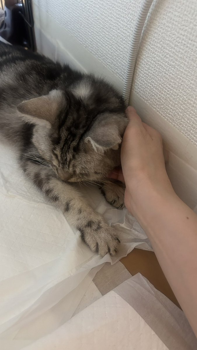 Gi_n_'s tweet photo. 銀さん痛いみたい
何度も鳴いて、寝返りうって、呼吸も少し早くて、マットをバリバリしてた
モルヒネ投与して30分、少しずつ効いてきたみたい https://t.co/YZzObWIYV2