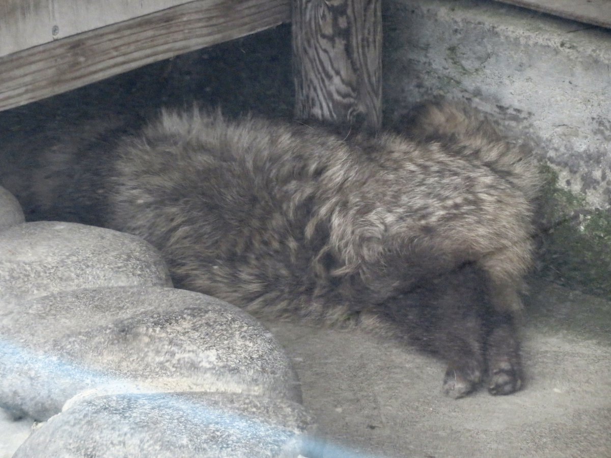 tnstwv's tweet photo. #これを見た人は無言で狸が入っている画像を貼れ
#函館公園 #ポン太 https://t.co/ADzX4LuK3c