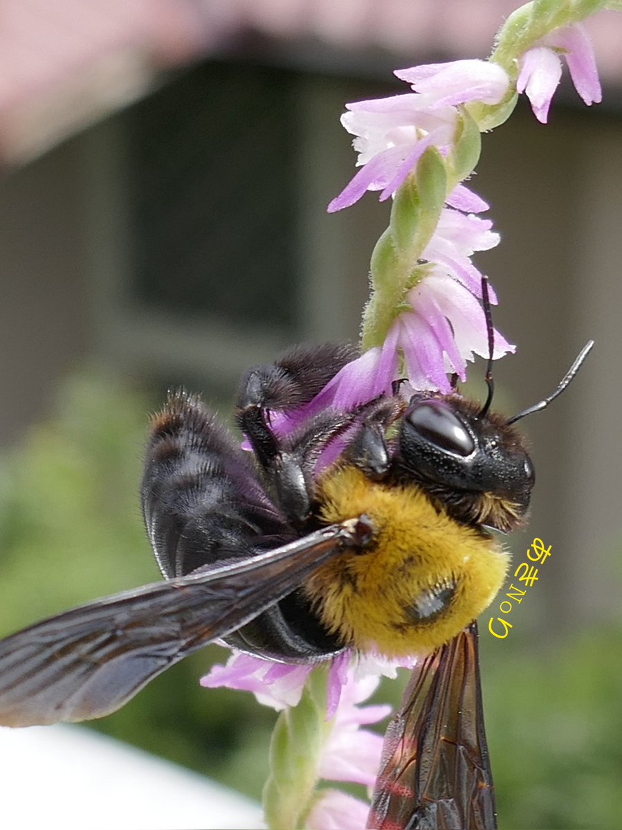 MandarinDuck_C's tweet photo. ネジバナに…
　🐝クマバチ withハナムグリ。 https://t.co/ilq6VYrjqh