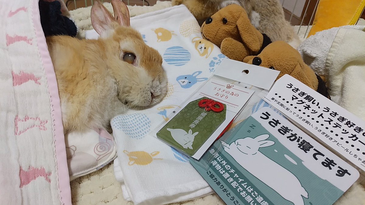 gentle92429's tweet photo. いっちゃん！素敵便が届いたよ🍀フォロワーさんが京都のイベントでゲットして贈ってくれたんだよ🎁
嬉しいね✨がんばろうね✨✨✨

リンリンゴールドさん
(@r0nsJLXkxsWeBgj)
どうもありがとうございます😆💖
玄関ドアに“うさぎが寝ています”をさっそく貼ります！

🐰御守りもあるよ💕ありがとう💞 https://t.co/mxfZgXajz5
