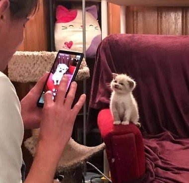 ormspmouse's tweet photo. orm looking like this one cat getting her pictures taken. lil meow meow. 

GRAB LINGORM EVENT
#GrabThaiRaresxทททxLingOrm https://t.co/aF7ATVZ1AE