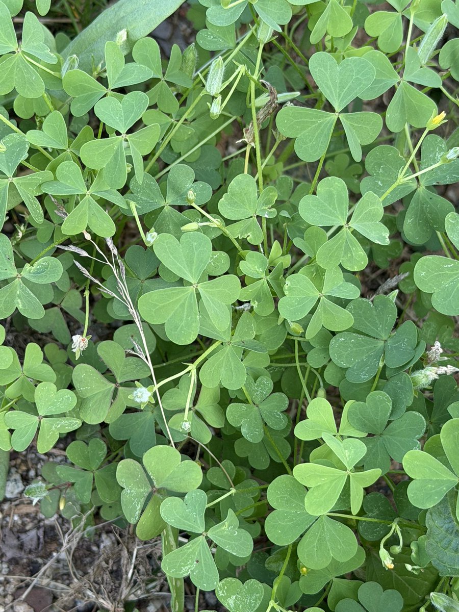 _mxxsik's tweet photo. ☘️!!! https://t.co/DgCfdv40Vm