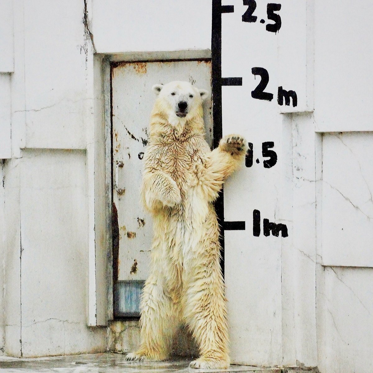 denari0529's tweet photo. ララ｜円山動物園（2010）

#ホッキョクグマ
#polarbear https://t.co/g2MfHmm8Nq