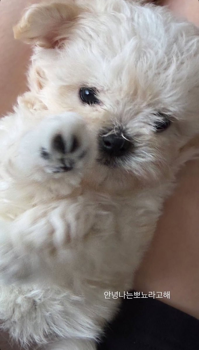 nookker_ss's tweet photo. น้องหนาว💬

“หนูมีมีมของโปเนียวเยอะมากเลยนะ ㅠㅠㅠㅠㅠㅠ”
“อยากให้ได้เห็นอะ”
“หนูสร้างแอคไอจีแยกของโปเนียวดีมั้ย”
“แต่ไม่แน่ใจว่าจะลงได้แบบสม่ำเสมอนะ”

// น้องหนาวลงสตอรี่ https://t.co/qBPDT2uyGW