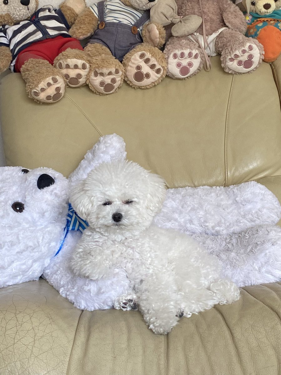 _tsumaranasou's tweet photo. こんなに立派な風格になりました
まるで殿様👑
#トイプードル #toypoodle #つまらなそうな犬 https://t.co/fCaJRkXaY3