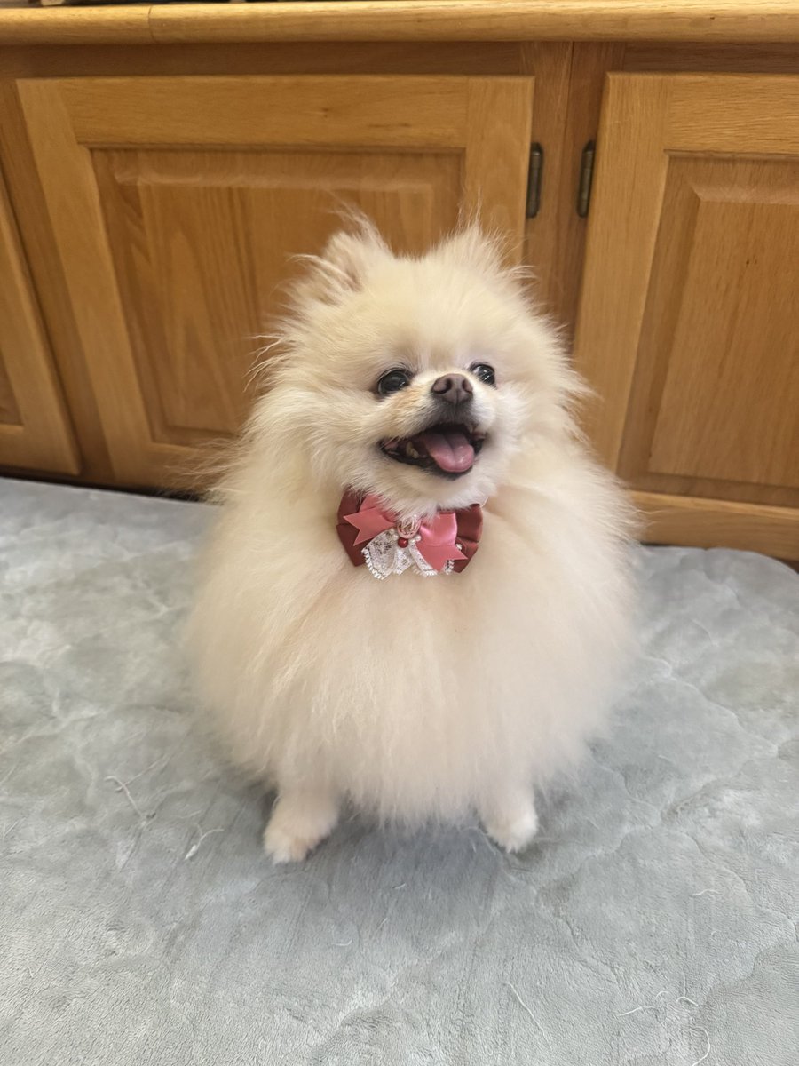 大福ちゃん🐶ポメラニアン (@daihukuchaaaaan) / Posts / X
