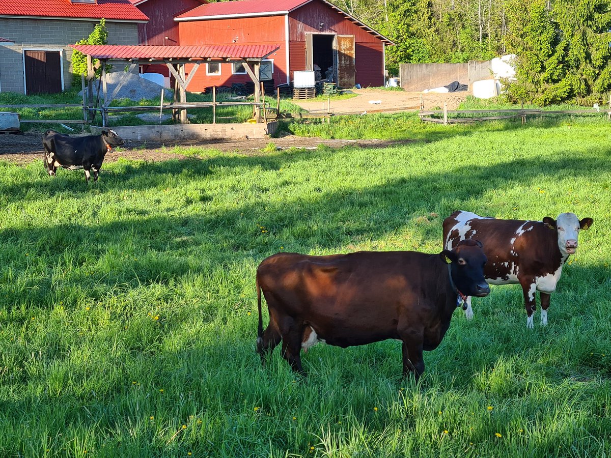 kairinenseija's tweet photo. Valio laskee 1.7. tuottajamaidon hintaa 3 s. Huhtikuun alussa hinta laski 3,5 s. Meidän tilalla tuo 6,5 s tarkoittaa 45000 e vuositasolla. Maailmalla suotuisat olosuhteet ovat lisänneet tuotantoa ja markkinoilla pyörii liikaa maitoa, mikä laskee hintaa. Ei mahda mitään. Harmi! https://t.co/mxus52GluQ