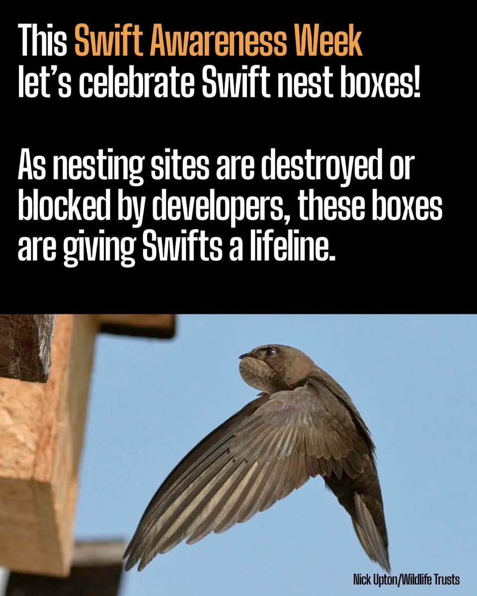 ProtectTheWild_'s tweet photo. Swift numbers have declined by over 60% since the 1980s. But nest boxes are making a huge difference. According to the SOS Swifts project, nest box usage in Suffolk has nearly doubled, from 263 occupied boxes in 2023 to 504 last year. https://t.co/z8HO73HGkc