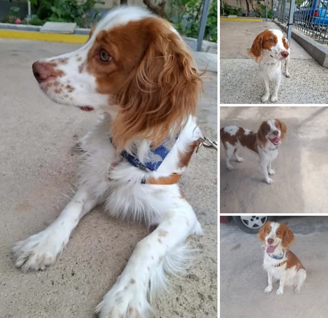 KatKatPt's tweet photo. 🆘️🆘️🆘️
Ο μικρούλης βρέθηκε στον Άγιο Δημήτριο κ δν τον έχει αναζητήσει κανείς 
Είναι περίπου 8 μηνών 13 κιλά 
Ενεργητικός κοινωνικός φιλικός με ζωα κ ανθρώπους 
Αναζητείται φιλοξενία ή καλύτερα υιοθεσία για τον μικρούλη
Rt 🙏 🙏 🙏 https://t.co/kXJ1qx85sU