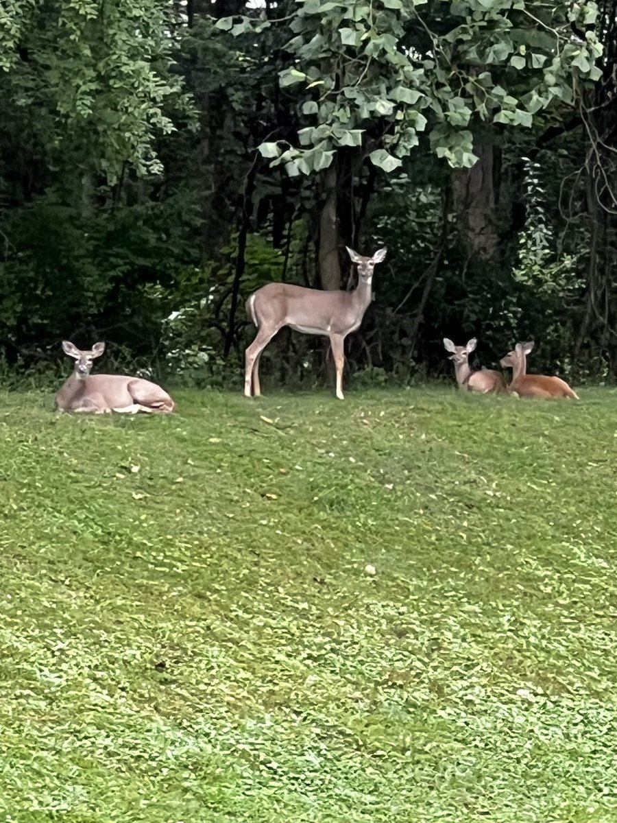 dldavison's tweet photo. @8ntmuch QP or share your deer (or similar) shots. 🦌🤓 https://t.co/fqocOKcXmv