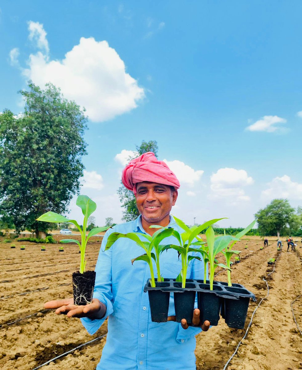JainIrrigation's tweet photo. From strong roots to a brighter harvest, every plant tells a story of care and innovation🌱🍌

With Jain Irrigation’s Tissue Culture Banana Plants and advanced Jain Drip Irrigation, every drop nurtures growth!

Empowering farmers with healthier crops, higher yields, and a more sustainable future 💚