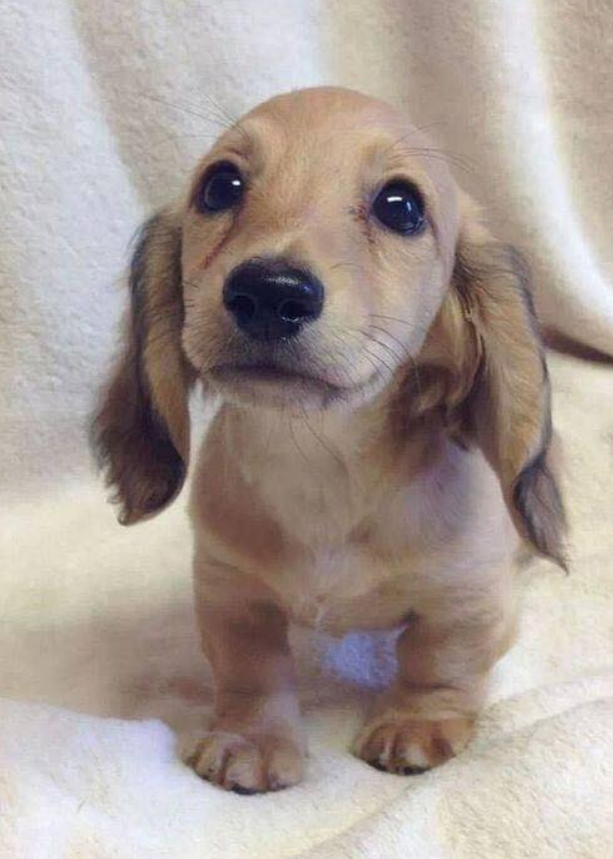 BestinDogs's tweet photo. Hi 🖐 I've been waiting all day but nobody even said hello to me... I'm so sad.. 🥹❤️‍🩹 https://t.co/IeyI0R6uW2