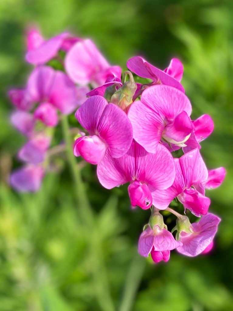 KathleenLevey's tweet photo. Seaside sweet pea encore #nature #flowers #naturephotography 🕊️🍃 https://t.co/8NLIB0yRcX