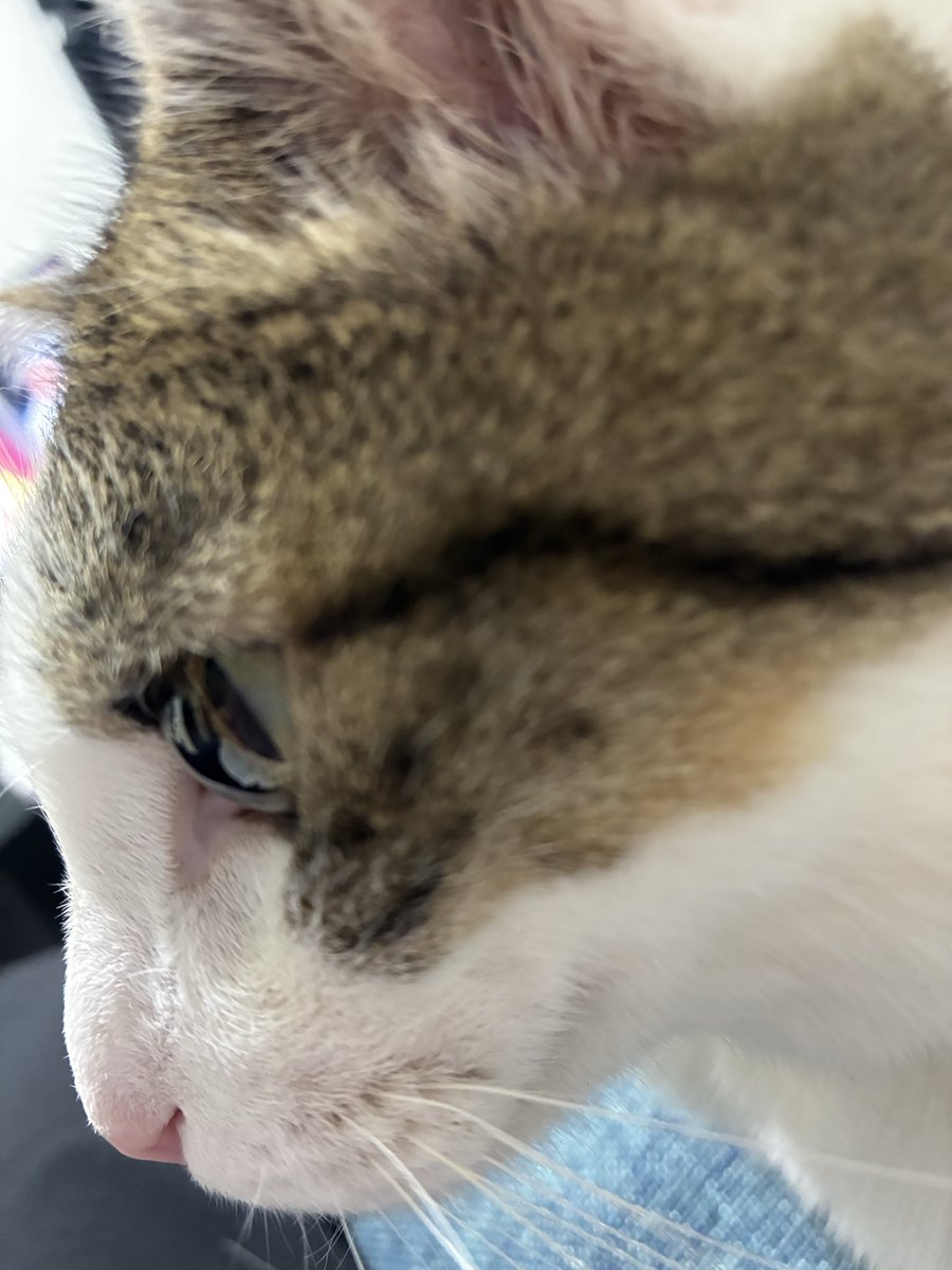 chikidayo211's tweet photo. 今日の猫🐱 https://t.co/e1e3piDekS