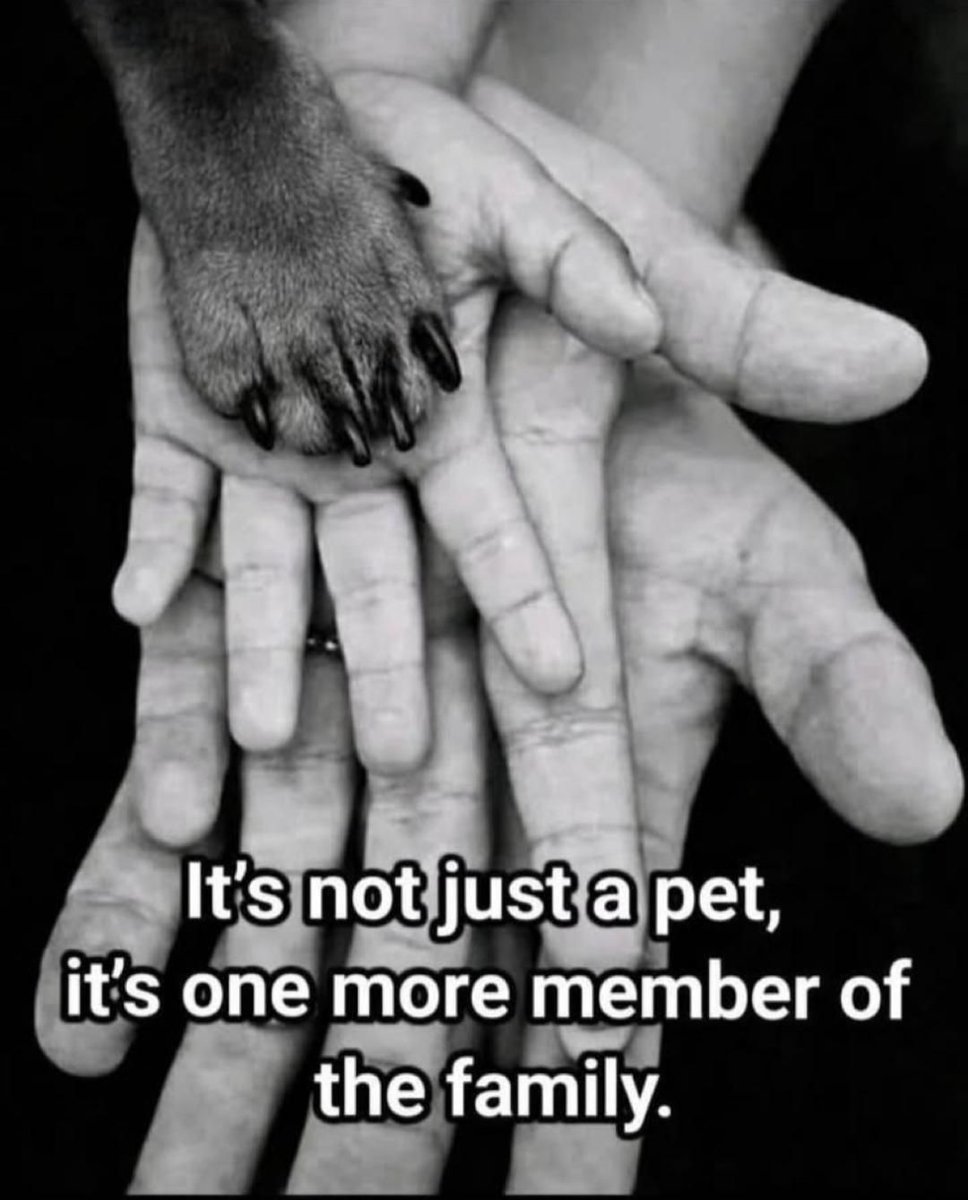 ShadowDogDesign's tweet photo. It's not just a #pet, it's one more member of the #family.
#Dog #Dogs #DogsAreFamily #BestFriend #GoodDog #FaithfulFriend #LoveDogs #DogsAreLove https://t.co/wwmgSJ1BNP