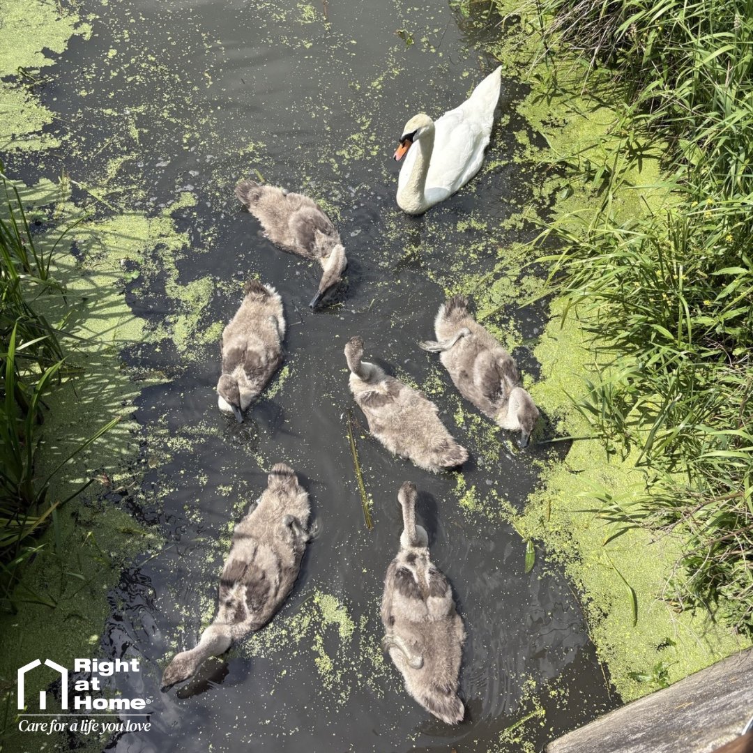 caringright's tweet photo. Last week, one of our lovely Clients enjoyed a sunny walk with her Carer, Sam, stopping to watch the swans gliding on the water. 🦢

A simple but special moment - and a reminder that great care is about helping people stay connected to the places, people and activities they love. https://t.co/QtOi8RBUHp