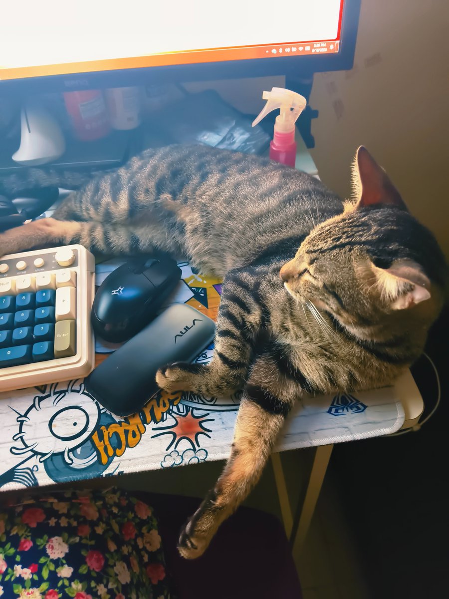 aceatnight's tweet photo. @itsme_urstruly He thinks I'm just taking up his desk space https://t.co/zZQw2RwWgV