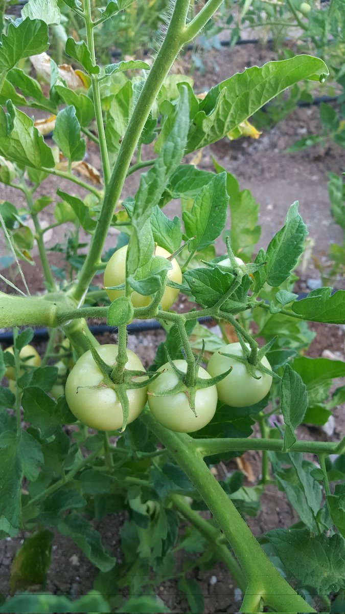 YS13401340's tweet photo. İyi akşamlar  🌱🌼

Bahçemizden. 🍅🌱 https://t.co/daQXobTQfN