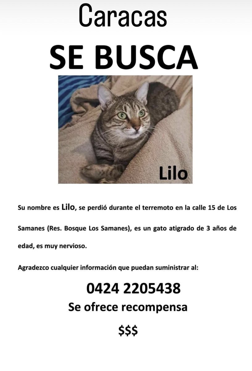 shelovscam's tweet photo. #ATENCIÓN se está buscando lilo, es un gato que se perdió en Caracas debido al terremoto por favor contacten a la dueña https://t.co/xwAwRZdiNR