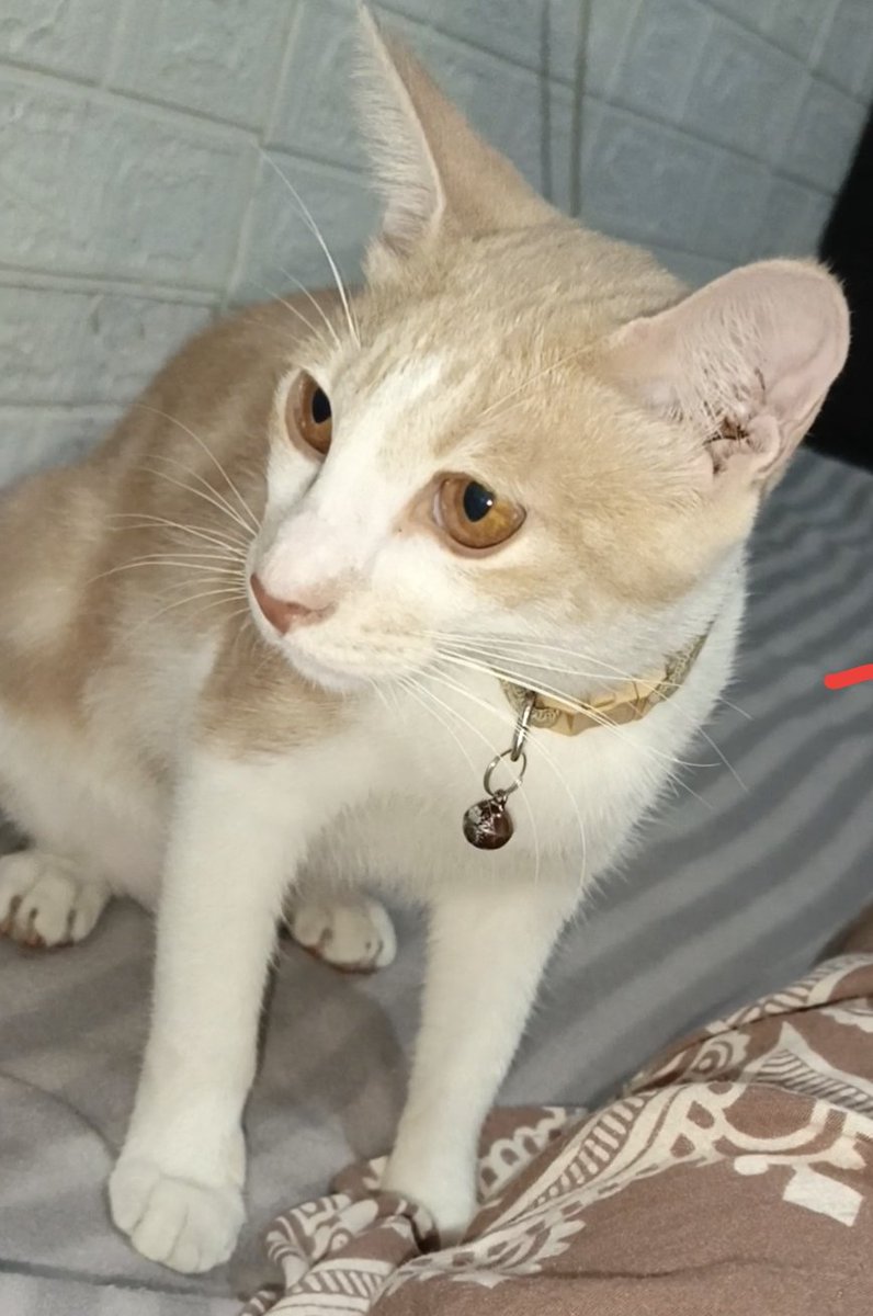 danielnikop's tweet photo. Guysss bolehh di share kucing ilangg di daerah srengseng sawah, jagakarsaa blom balik 3 harii. udh di cari pake ancom juga ga ketemu. mohon pertolongannya yaa https://t.co/JvKRKR2aiJ