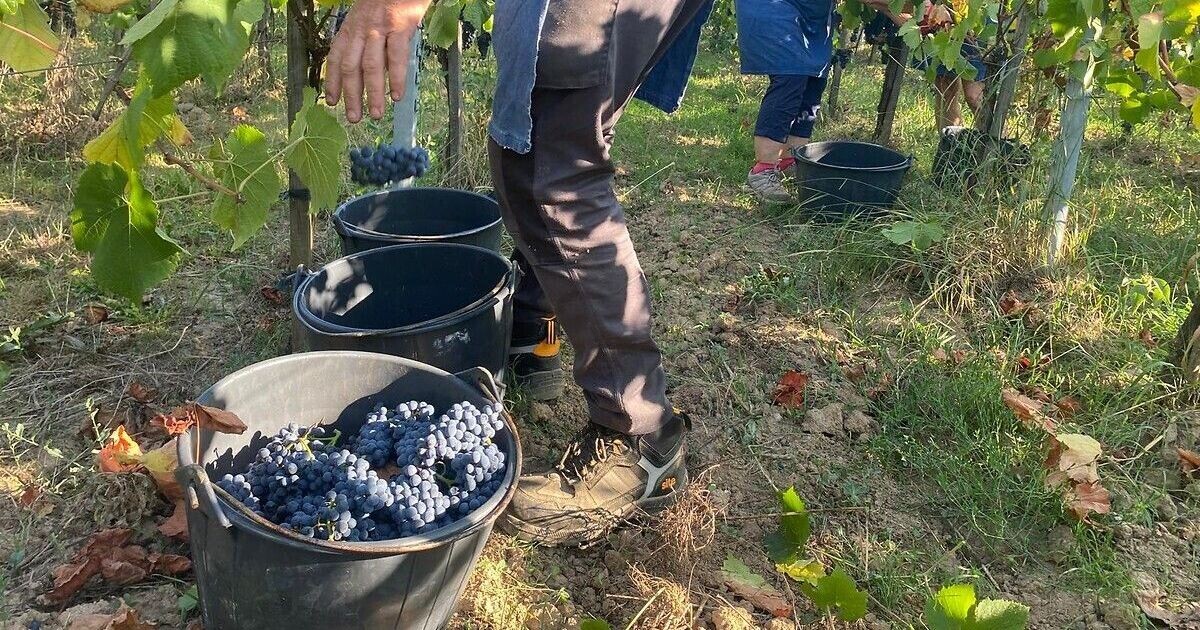 ici_alsace's tweet photo. Les vendanges en Alsace pour le crémant prévues autour du 17 août, la cellule Alsace vendanges activée en avance
➡️ https://t.co/QjqP02w58s https://t.co/CG7O9haLNo