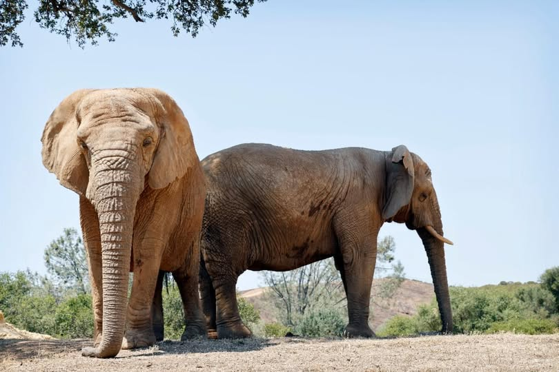 PAWSARK2000's tweet photo. PAWS' June Newsletter is ready to read! https://t.co/mQmjOmiDQE
In this issue:
How Elephants Sleep | PAWS Conference Registration Open | Happy Birthday Cleo! | Remembering Pat Derby | Helping Captive Elephants Globally https://t.co/xYexyFUh6l