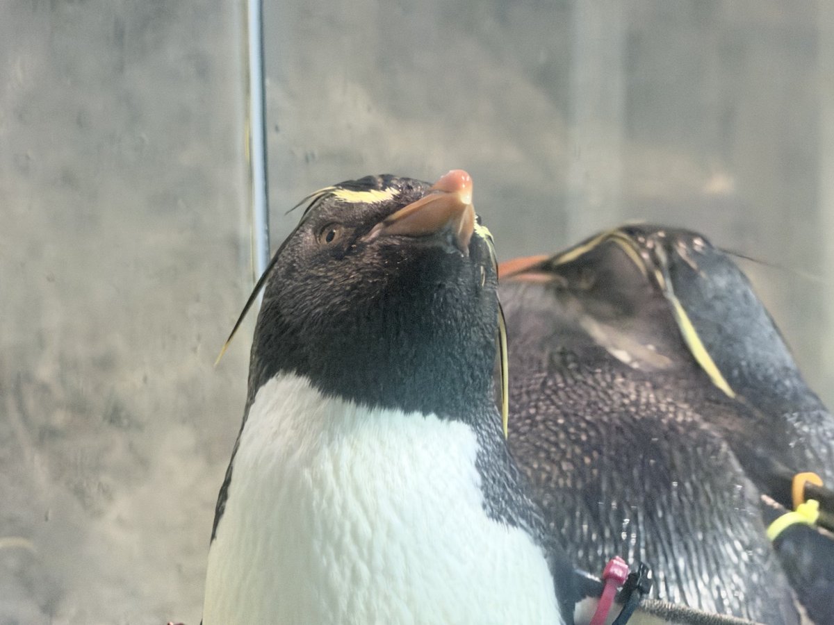 RockHopperAQ's tweet photo. どの角度からも美しい
#キタイワトビペンギン https://t.co/i8N7no3vtB