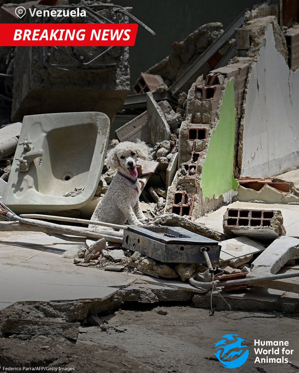 humaneworldorg's tweet photo. Earthquakes in Venezuela have left animals vulnerable and in crisis. 

We’re preparing to respond in the most impactful way possible. 

Donate to support all our disaster efforts today: https://t.co/IRED4VMHrM https://t.co/UlUGIqKDvG