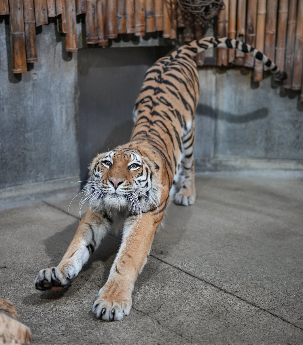 black03_white03's tweet photo. おみみにゃいにゃいなのびぃ〜ッ！

#いしかわ動物園 #アムールトラ #ミタケ
📷260615 https://t.co/jAdzB5Wi14