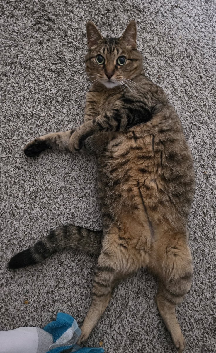 BinkleBonkleBoy's tweet photo. Do yuo dare toch Bingbelly ? https://t.co/5vse1axMPp