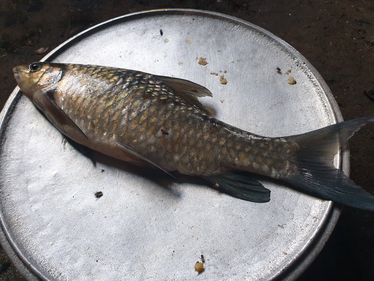FungomF's tweet photo. Fish 🐟 harvested from the River Nten 😋 https://t.co/0LZVXwu6uq