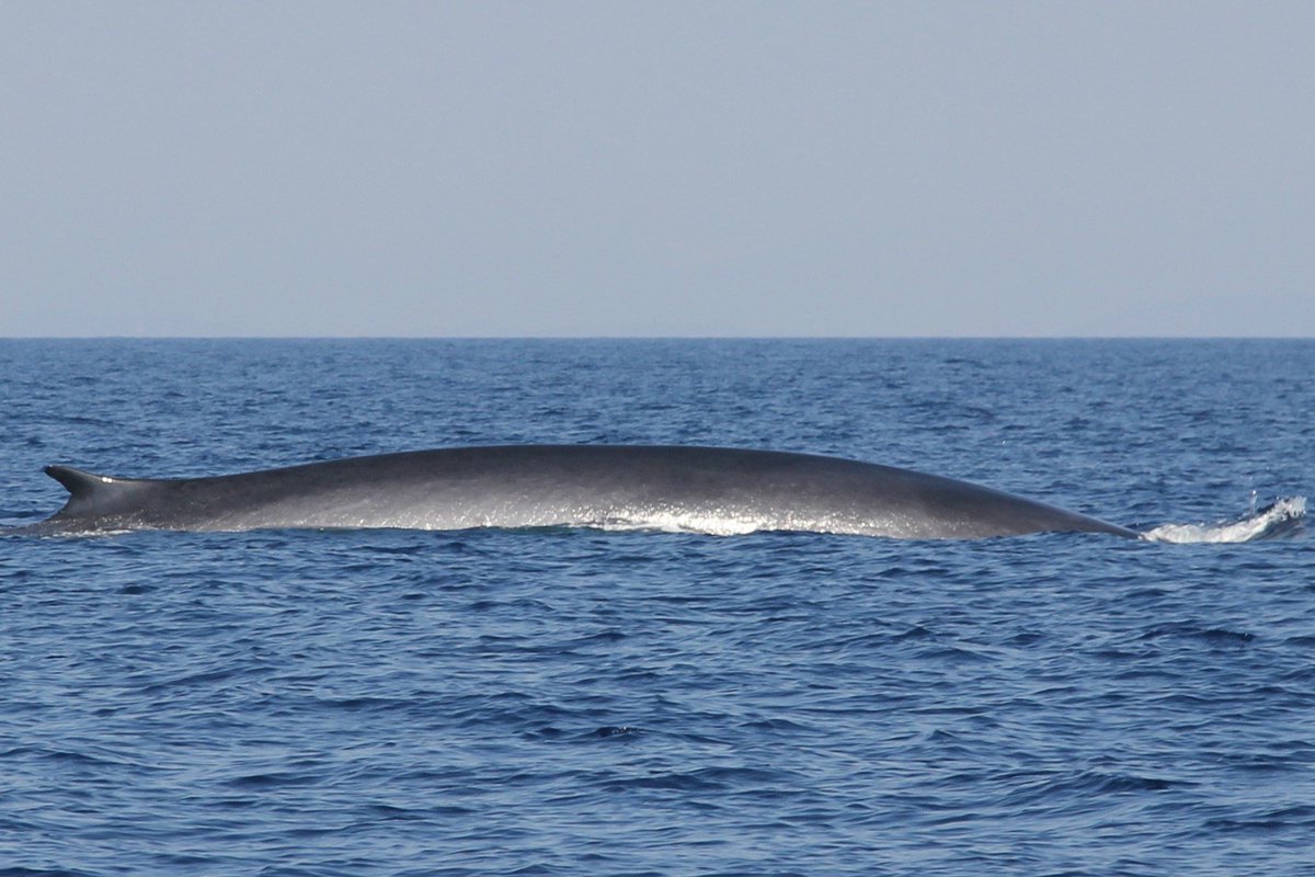 actualites_nrv's tweet photo. Dans le dico
Lieu protégé, refuge. La valeur écologique d'un « sanctuaire » naturel tient à son inviolabilité (La Vie du rail, 30 juin 1974).
Pelagos est traversé d'activités humaines.
Mieux que rien ou moins que rien ?
#UNOC3
#Nice #NiceRendezVous™ #Nice06 https://t.co/0ehcu0e4cx