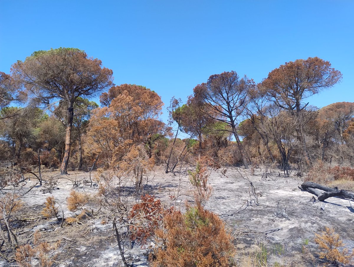 torresruizjm's tweet photo. ๐ฅ๐ณToday at the wildfire-affected Marismillas area- #Doรฑana National Park (Spain) - to start tracking post-fire #vegetation recovery.
Understanding recovery processes is key to predicting ecosystem resilience under increasing #fire activity & #climate change๐
#Tree #Mortality https://t.co/Kb07nwV0Bq