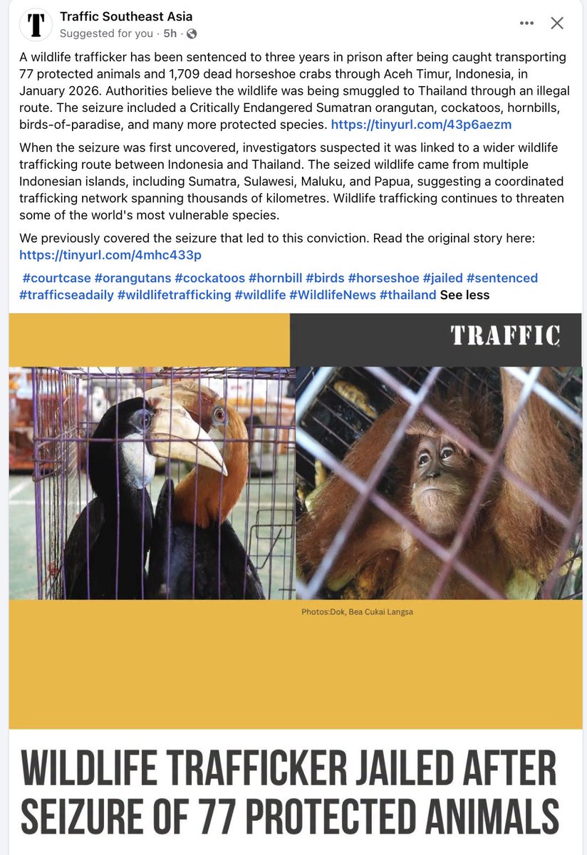nvolpewild's tweet photo. THREE YEARS!? 😤
Find everyone involved and give them LIFE!
Indonesia's wildlife are all on the edge of EXTINCTION from deforestation, this needs to be taken SO much more seriously by the WHOLE WORLD! 🦧😭 https://t.co/NXROsRvLhs