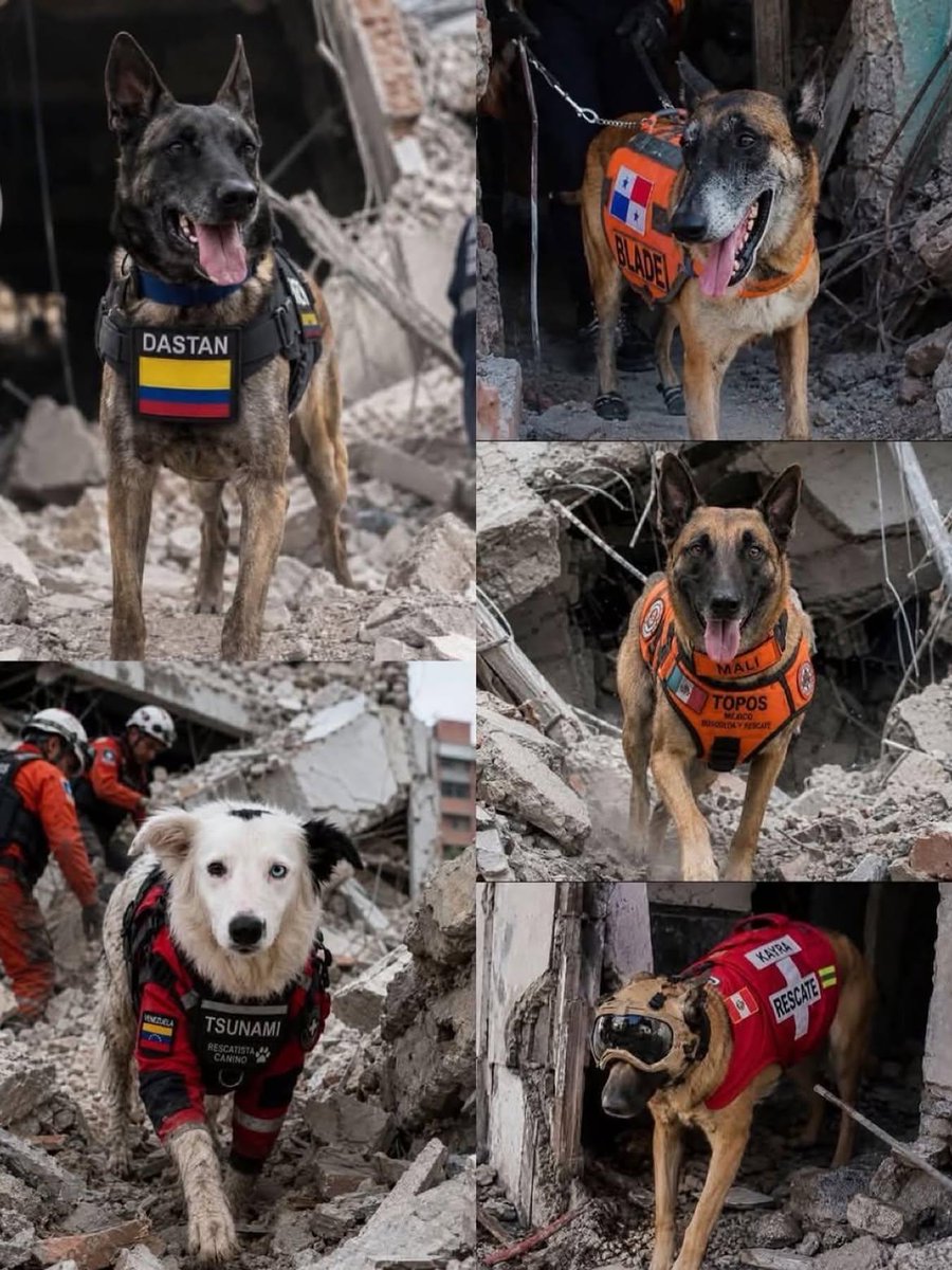 VoluntadPopular's tweet photo. 🐾 Nuestros héroes de cuatro patas.

Mientras el dolor cubría a nuestro país, ellos avanzaron entre los escombros sin rendirse, guiados únicamente por su instinto, su valentía y su inmensa nobleza.

No conocen el miedo ni esperan aplausos. Solo buscan una vida más, una familia más, una esperanza más.

Gracias por recordarnos que el amor también tiene cuatro patas.

Honor y reconocimiento eterno a nuestros perros rescatistas, los héroes silenciosos de esta tragedia. ❤️🐕🇻🇪