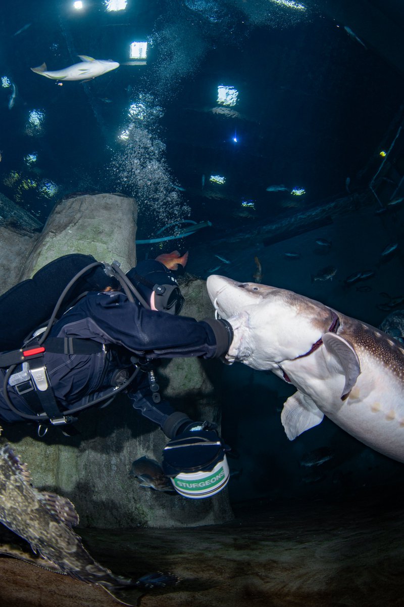 orcoastaquarium's tweet photo. 🐟Our divers hand-feed our sturgeon, identifying every individual to monitor their appetite and health.

Unlike many fish, sturgeon don't have teeth. Instead, they use their extendable mouths to suck up food like a vacuum!🤯

📸 by Assistant Dive and Boast Safety Officer, Alex G. https://t.co/dOS2ai5K7O