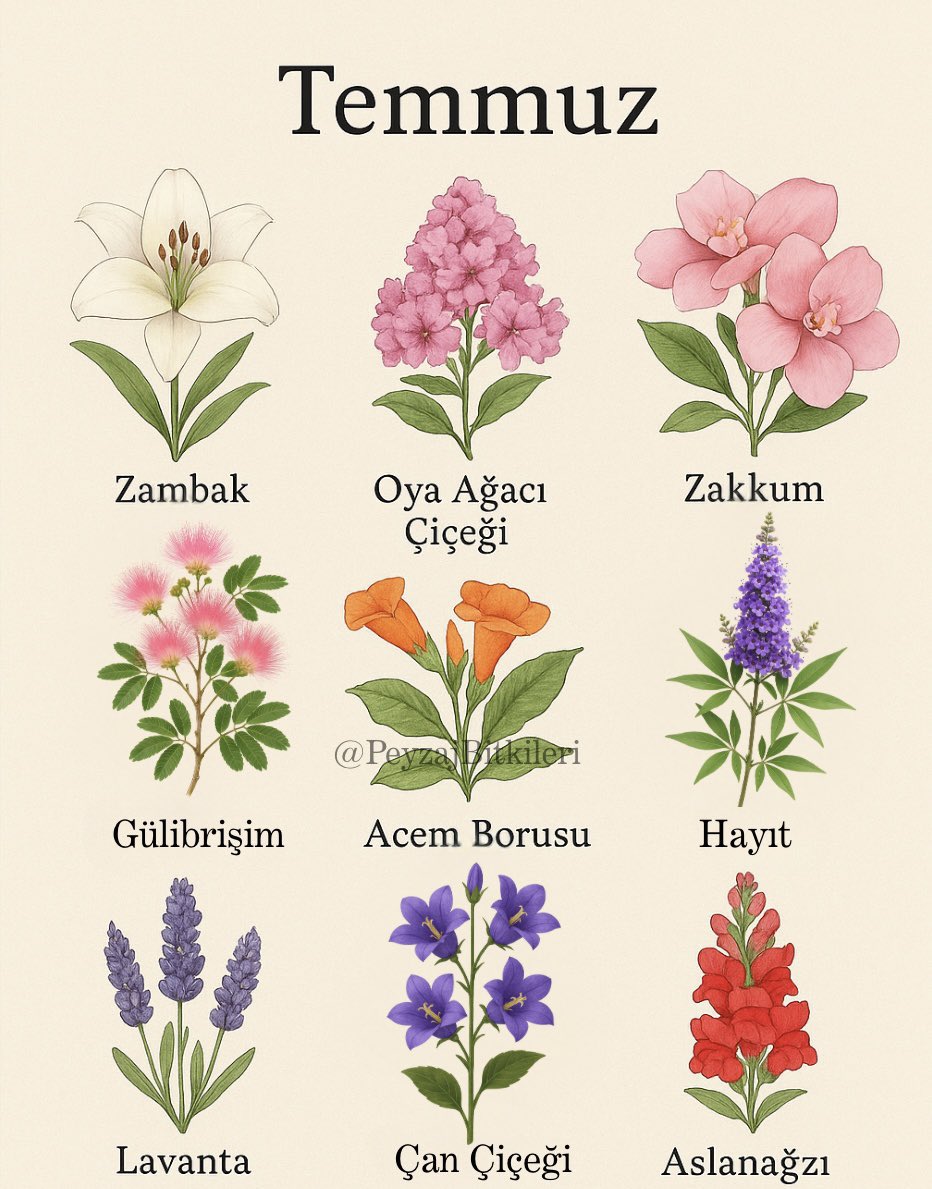 PeyzajBitkileri's tweet photo. Temmuz çiçek takvimi❤️ https://t.co/BSoxQ05AyZ