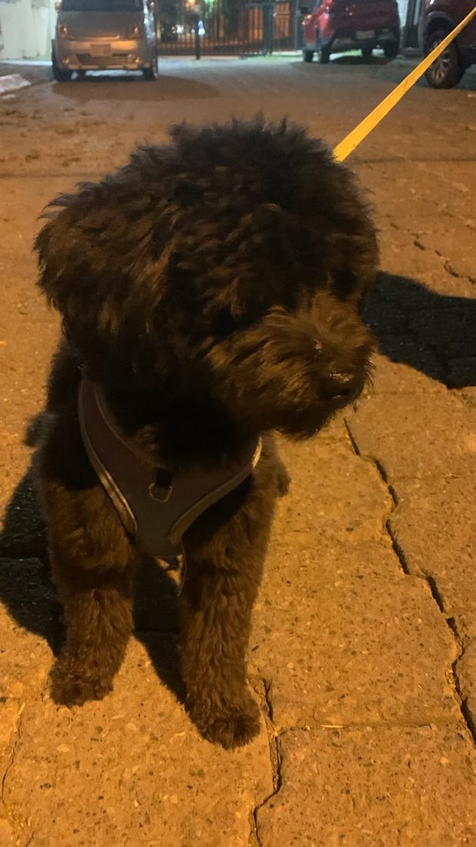 AlertaMePerdi's tweet photo. #ENCONTRADO #GUAYAQUIL
Fecha: 2026-06-29
Sector: Norte, Alborada 11 Ava etapa
Sexo: Macho
Raza: Poodle
Observación: Negro ,Rabito enrollado
Contacto: 0985492001
¡Ayúdalo a volver con su familia!
 #AlertaMePerdí https://t.co/wHrzHJ5Qg8