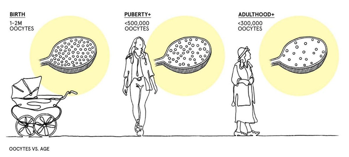 athenabiorg's tweet photo. For most of the body, aging shows up slowly. 

For ovaries, the clock can run years ahead, and for women after chemo, decades ahead.

Dr. Mario Cordero's @CorderoMarioD new Science Advances paper is working to protect ovarian reserve before that window closes 👇 https://t.co/NFpyGQ1rqF